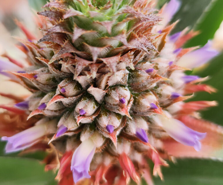 Handcrafted jewelry inspiration - A close-up of a blooming pineapple with delicate purple flowers on the studio balcony, reflecting the slow living philosophy and natural colors of JR-workshop.